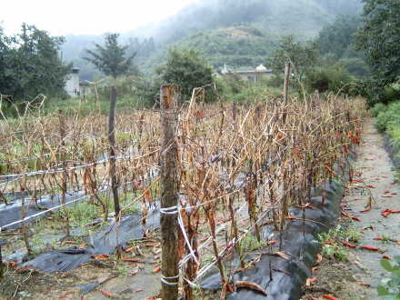 역병으로 말라 죽은 고추. 속이 상한 임씨 아저씨는 뽑아 낼 기력도 잃고 처다 보지도 않는다. 